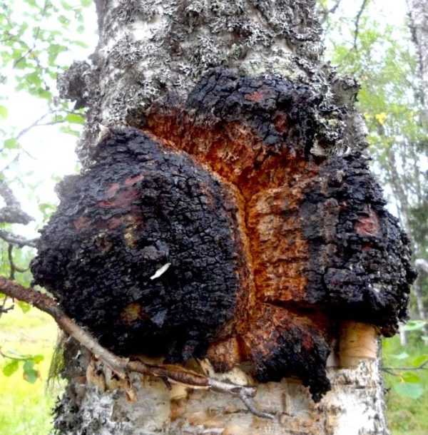 Chaga forrest