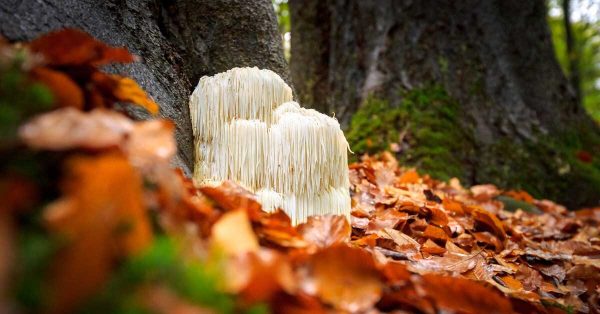 Mushinto Lions Mane from the forrest