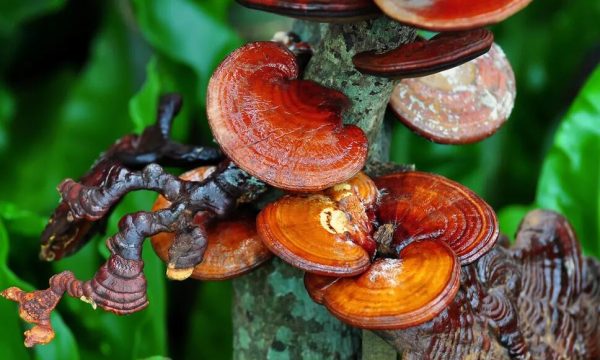 Reishi Mushroom